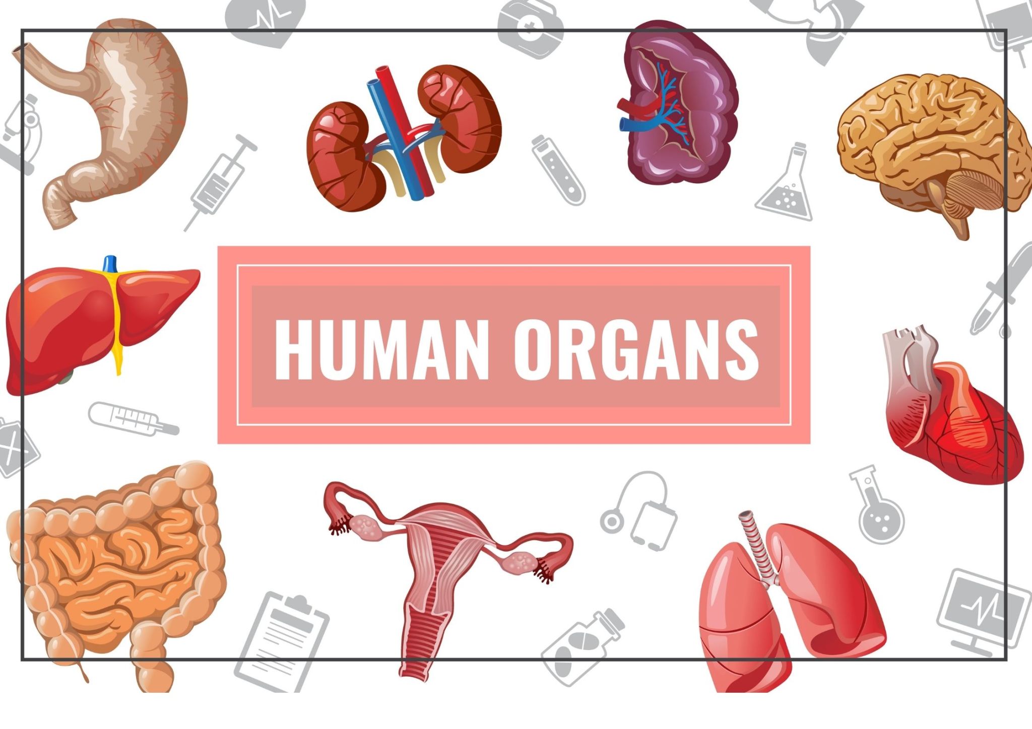 Surprising Facts About Organs Aging. 10 Methods to Slow Down Organ ...