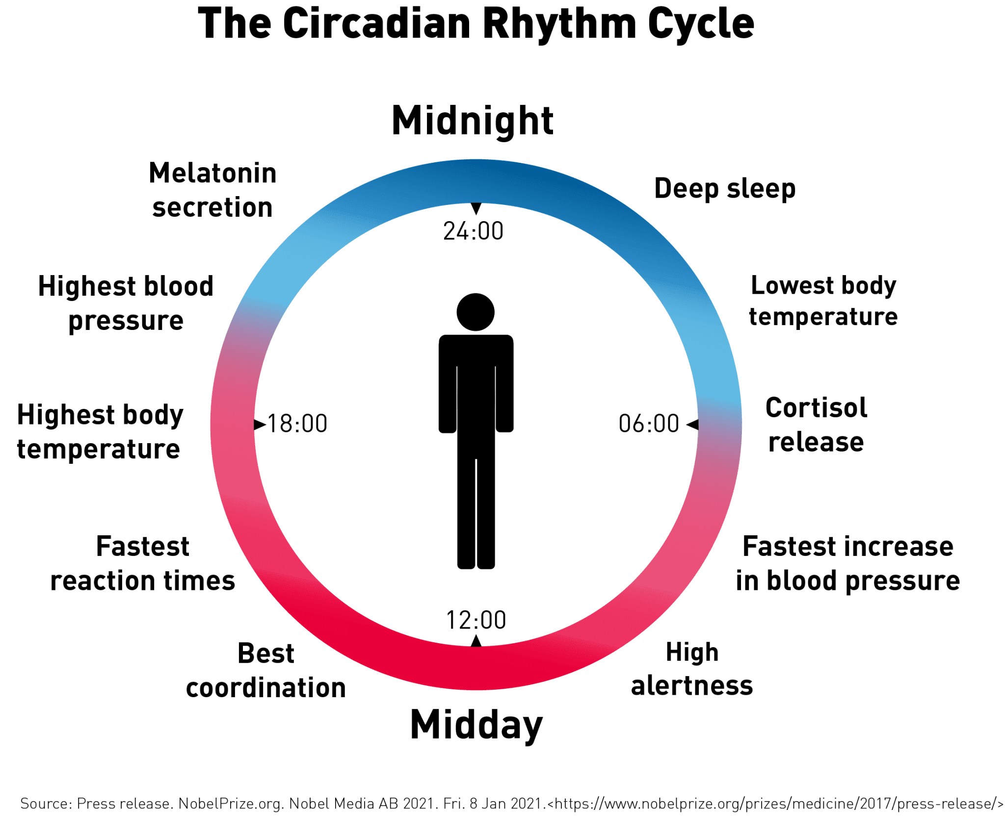 How Accurate is Circadian Rhythm & How Can We Regulate it? - Prime With ...