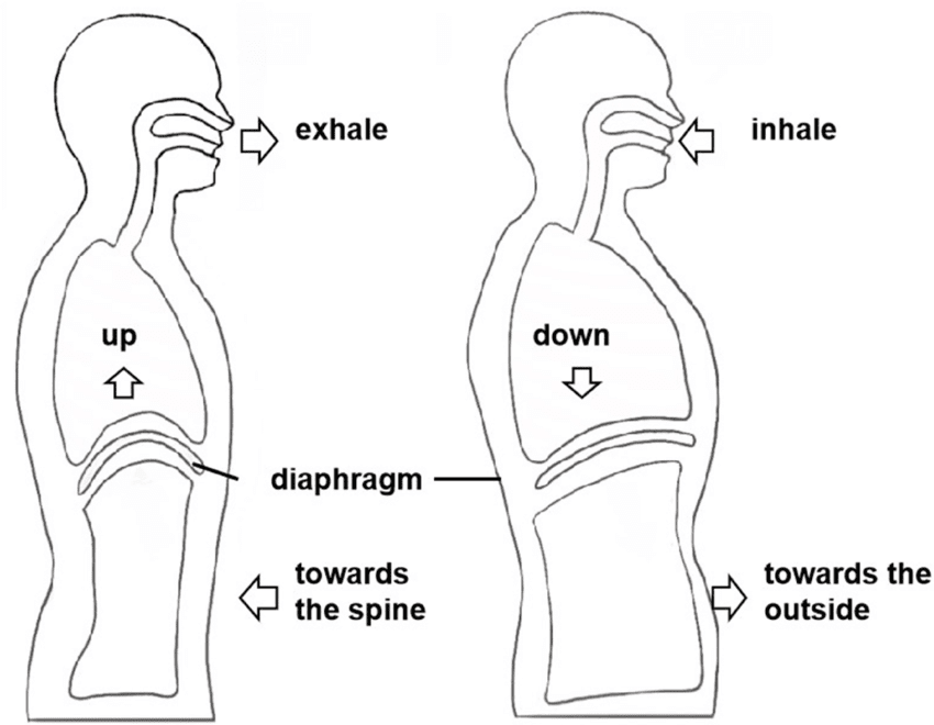 The Science Behind Breathing. The Mechanism And Exercises For Better ...