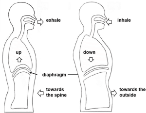 The Science Behind Breathing. The Mechanism and Exercises for Better ...