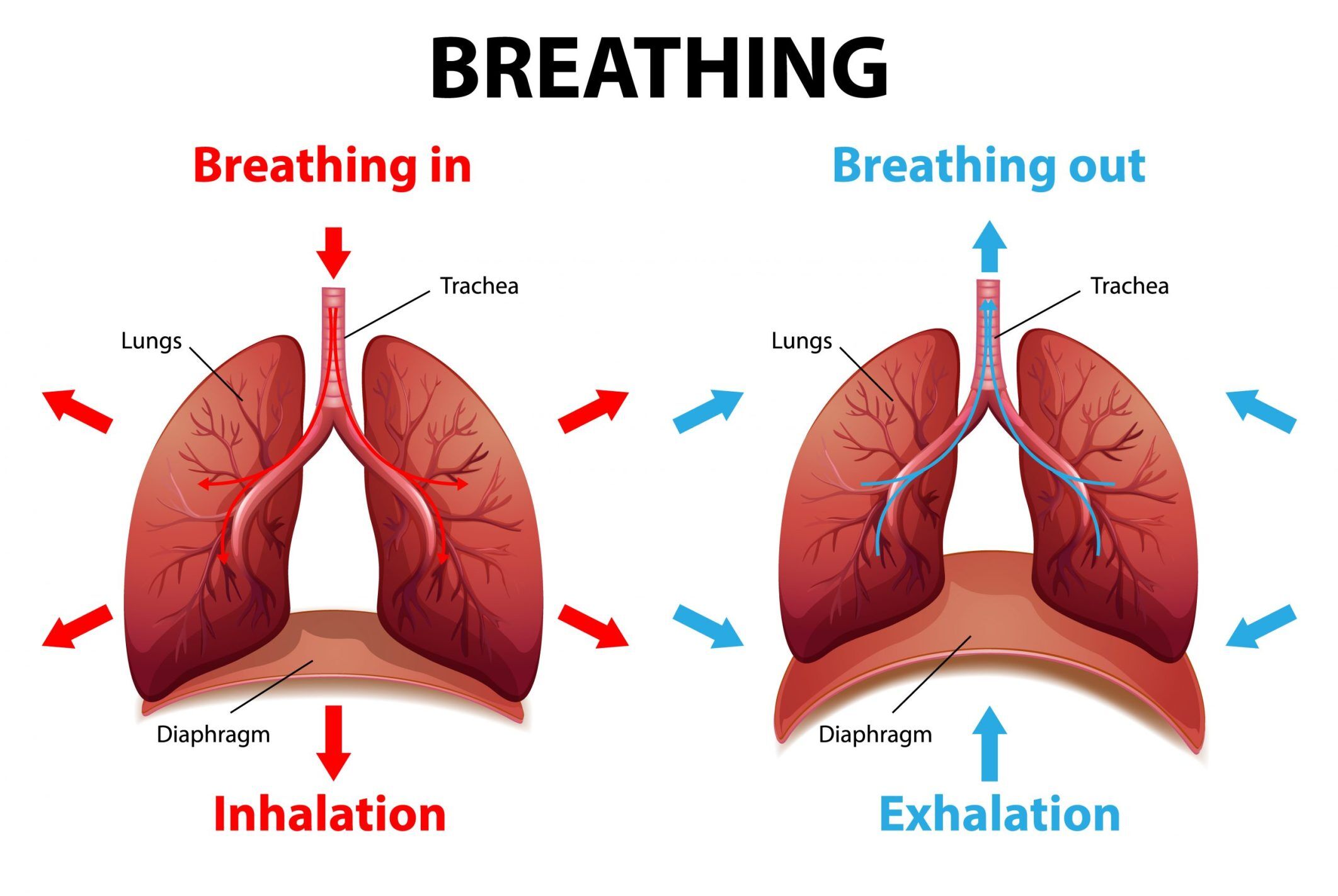 Vibration In Lungs When Breathing Out